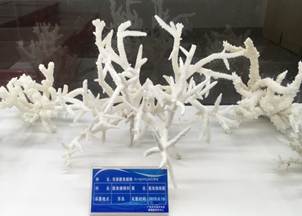 说明:L:\qmh球盟会亚博宣传片素材\qmh球盟会亚博2016微信公众号推送文件\照片\南海珊瑚礁生物标本馆以及部分科考展品-2.jpg